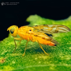 Strauzia longipennis