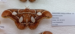 Rothschildia arethusa