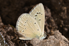 Polyommatus fabressei