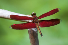Neurothemis manadensis