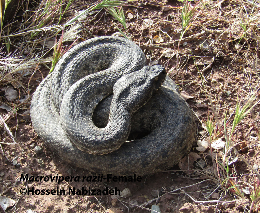 Razi's Viper