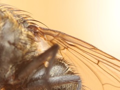 Pollenia angustigena