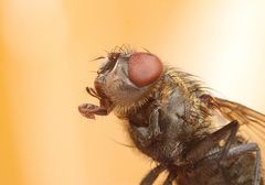 Pollenia angustigena