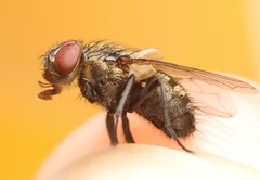 Pollenia angustigena