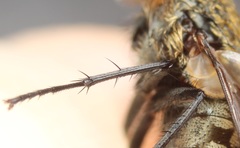 Pollenia angustigena