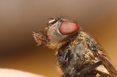 Pollenia angustigena