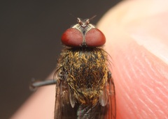 Pollenia angustigena