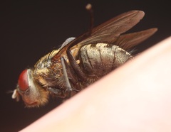 Pollenia angustigena