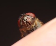 Pollenia angustigena