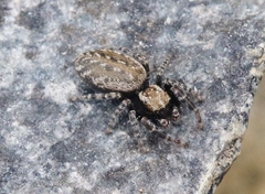 Terralonus mylothrus