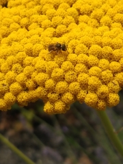 Halictus