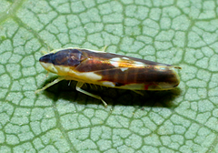 Erythroneura aclys