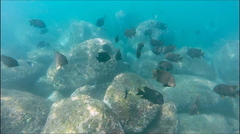 Microspathodon bairdii