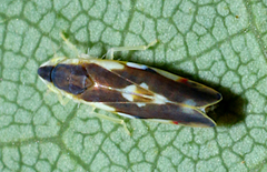 Erythroneura aclys