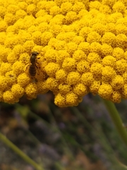 Halictus