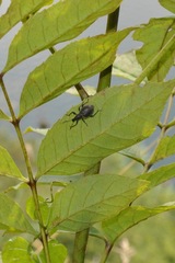 Otiorhynchus pseudonothus
