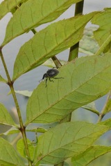 Otiorhynchus pseudonothus