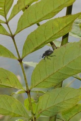Otiorhynchus pseudonothus