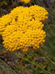Halictus
