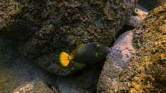 Cantherhines dumerilii