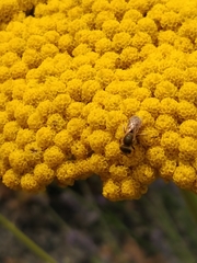 Halictus