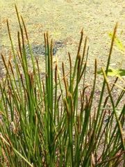 Eleocharis quadrangulata