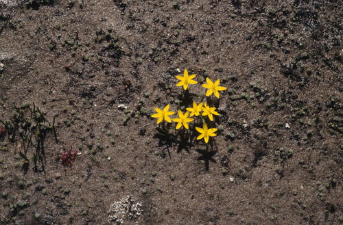 Image of Pauridia monticola by (c) Tom Lloyd Evans, some rights reserved (CC BY-SA)