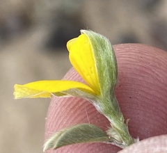 Argyrolobium pumilum