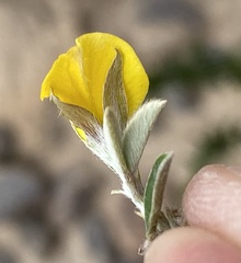 Argyrolobium pumilum