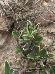 Argyrolobium pumilum