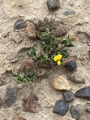 Argyrolobium pumilum