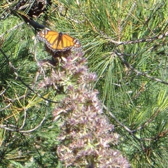Danaus plexippus