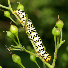 Cucullia scrophulariae
