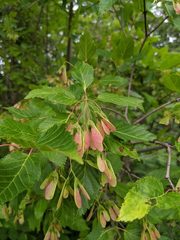 Acer tataricum