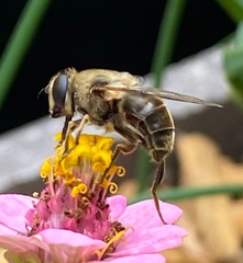 Eristalis tenax