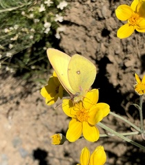 Colias occidentalis