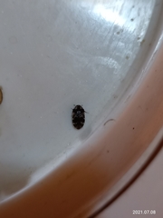 Trogoderma sternale aspericolle