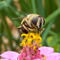 Eristalis tenax