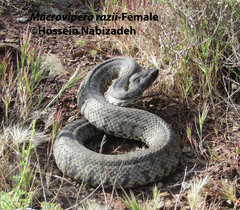 Macrovipera razii