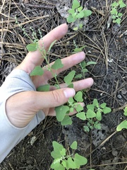Chenopodium fremontii