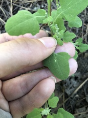 Chenopodium fremontii