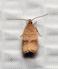 Psilocorsis cryptolechiella