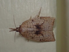 Sparganothis xanthoides