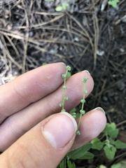 Chenopodium fremontii