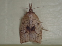 Sparganothis xanthoides