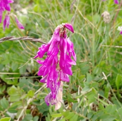 Hedysarum caucasicum