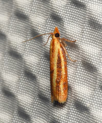 Sparganothis tristriata