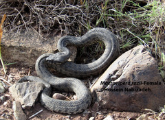 Macrovipera razii