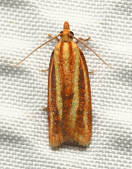 Sparganothis tristriata