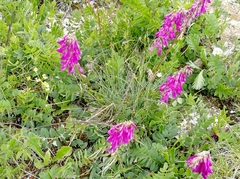 Hedysarum caucasicum